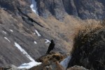 Vogelflucht vor Klimawandel in den Alpen erschwert