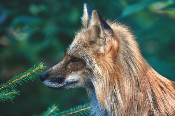 Warum schützen wir Wildtiere?
