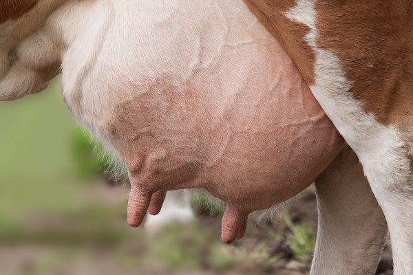 Zum Tag der Milch
