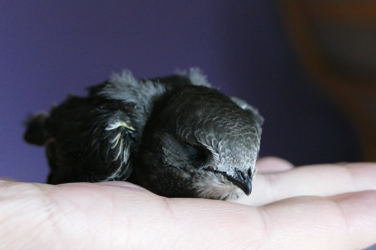 Backsteine mit Nistplätzen für Vögel