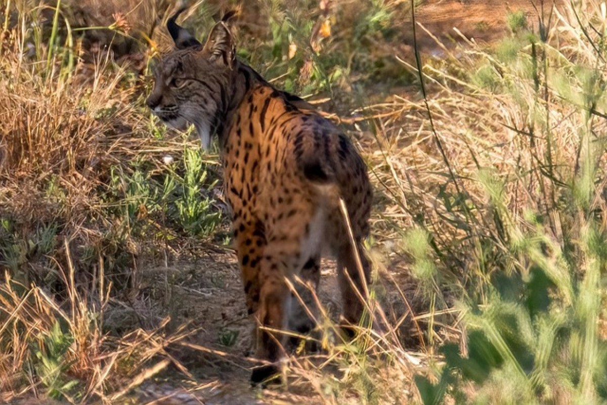 Die meisten Wildtierverbrechen in Europa werden nicht geahndet oder bleiben unentdeckt
