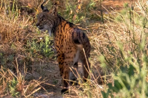 Wildtierverbrechen in Europa: Kaum Ahndung