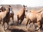 Einfuhr und Erzeugung von Pferdefleisch unter grausamen Bedingungen müssen aufhören
