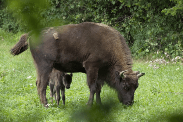 Geburt des ersten Wisentkalbs im Solothurner Jura