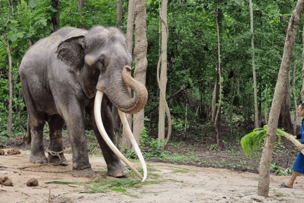 Misshandelter Elefant Sak Surin zurück in Thailand