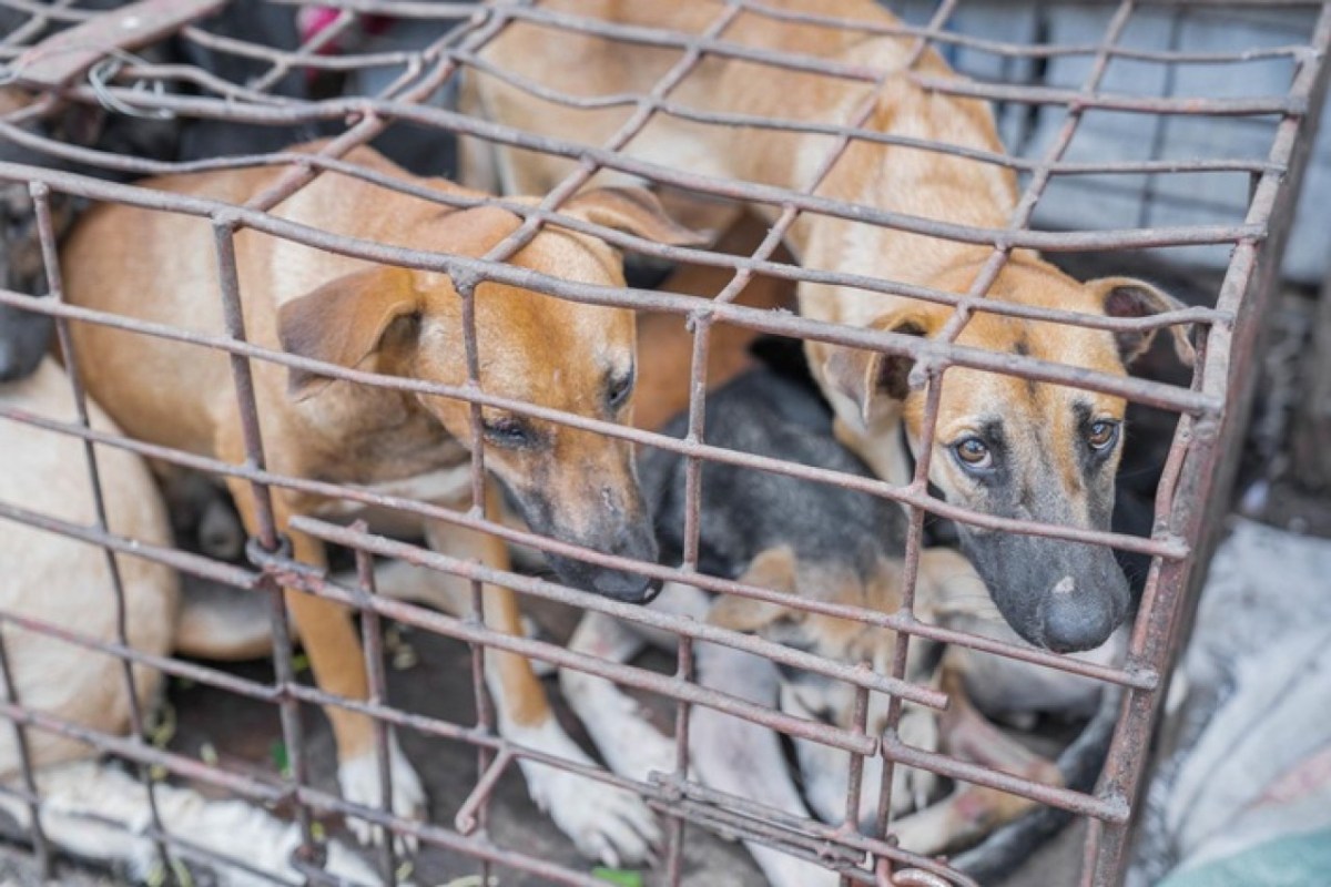 Indonesien Weiterer Markt stellt Handel mit Hunde- und Katzenfleisch ein