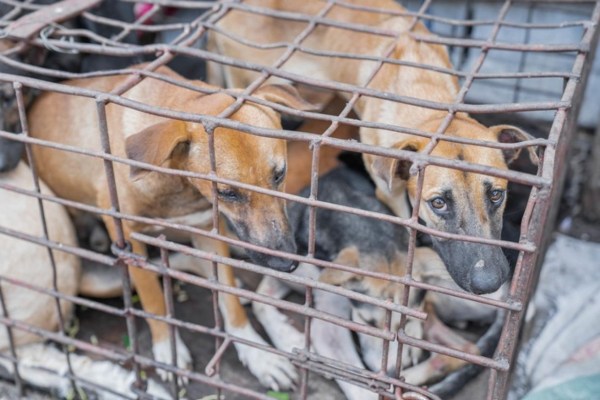 Indonesien: Markt stoppt Hunde- und Katzenfleisch