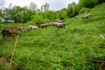 Pro Natura fordert umfassende Strategie für Schafsömmerung