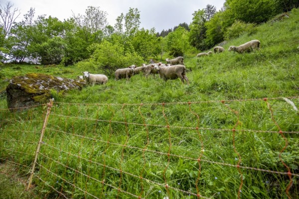 Pro Natura fordert umfassende Strategie für Schafsömmerung