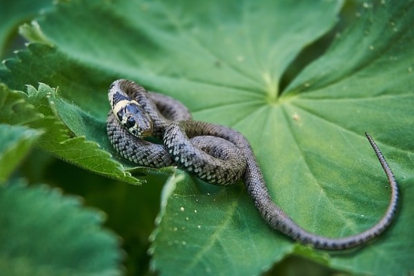 Schlangen sind Wildtiere