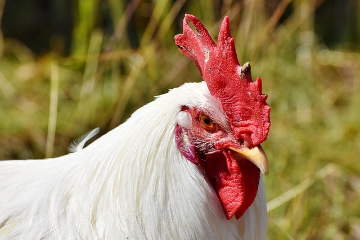 Tiere werden von Gästen im Restaurant vor dem Essen selbst geschlachtet
