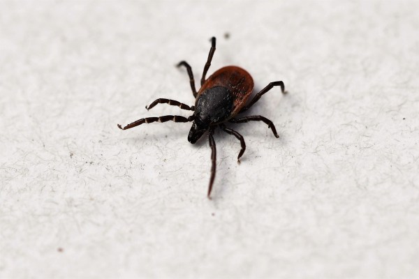 USA: Hunderttausende Fälle von Fleischallergie nach Zeckenbiss