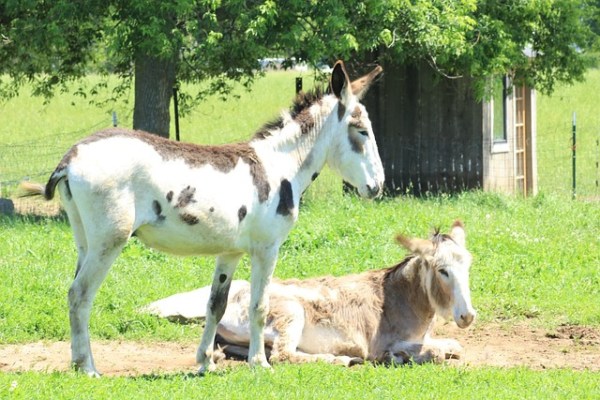 Was Weidetiere in der Sommerhitze brauchen
