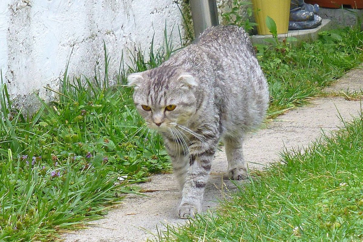 Zypern Tausende von Katzen sterben