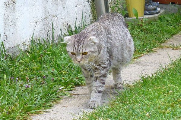 Zypern: Tausende von Katzen sterben