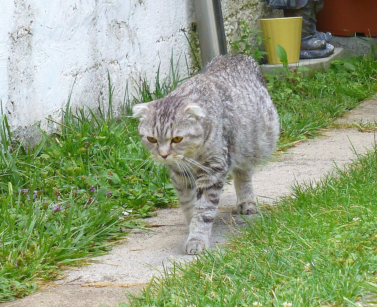 Zypern Tausende von Katzen sterben