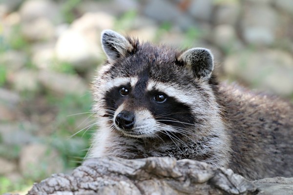 Aargau will Waschbär abschiessen