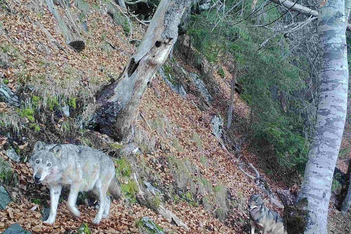 Calandawölfin F07, die wohl älteste Wölfin der Schweiz, ist tot