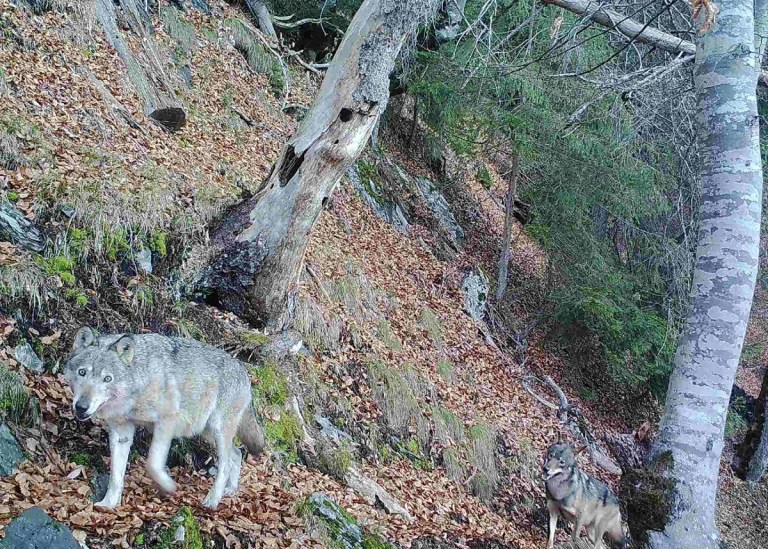 Calandawölfin F07, die wohl älteste Wölfin der Schweiz, ist tot