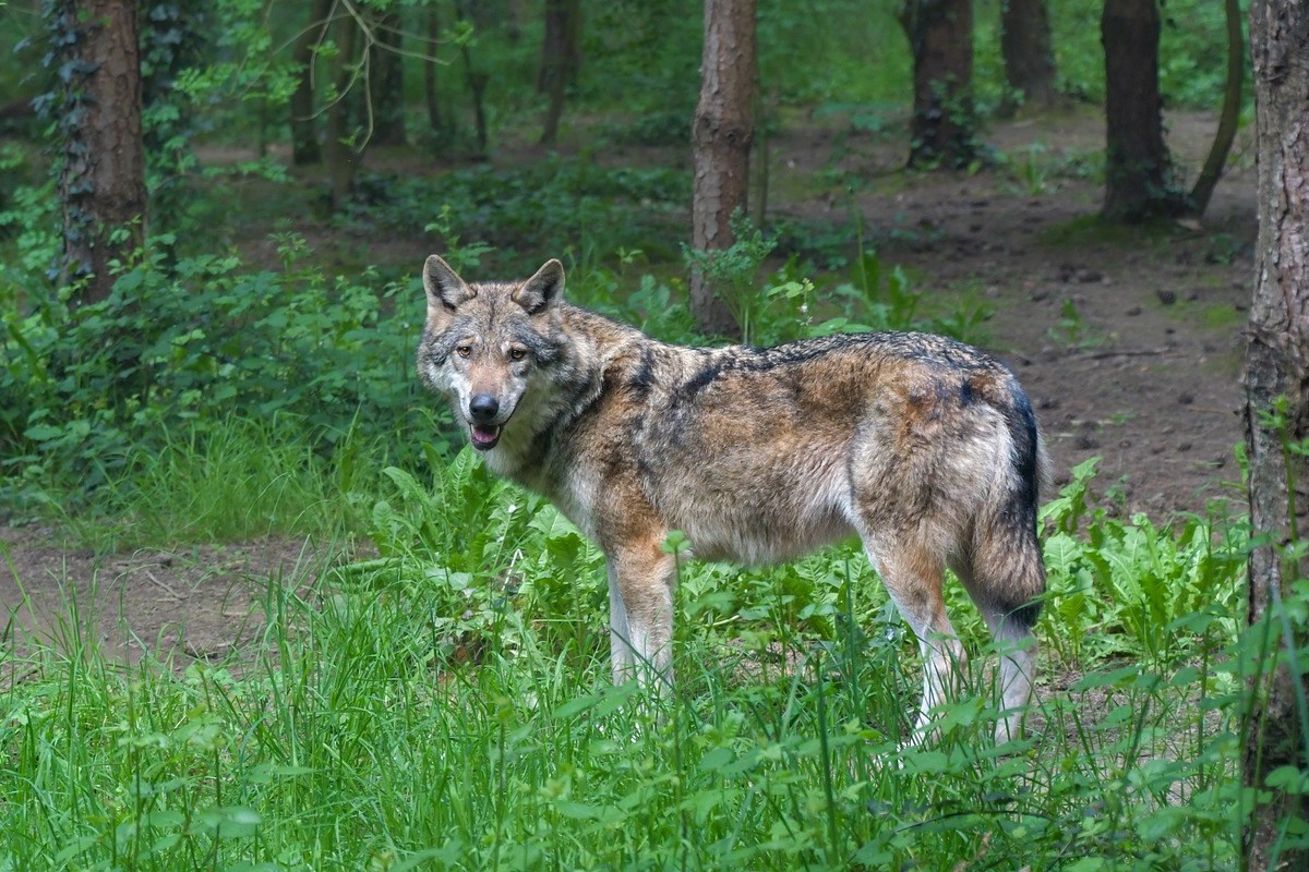 Der Wolf hilft dem Waldökosystem