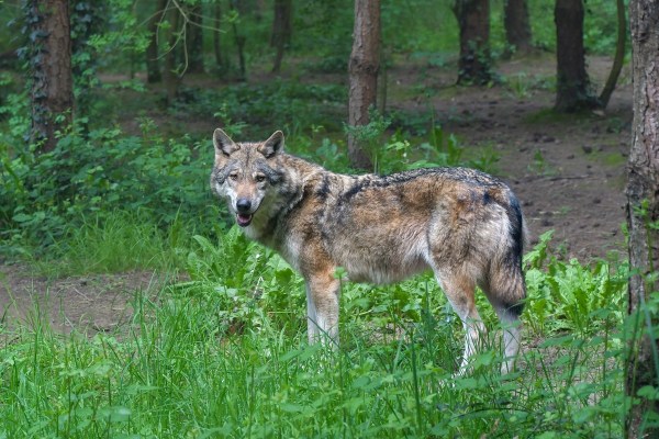 Der Wolf hilft dem Waldökosystem