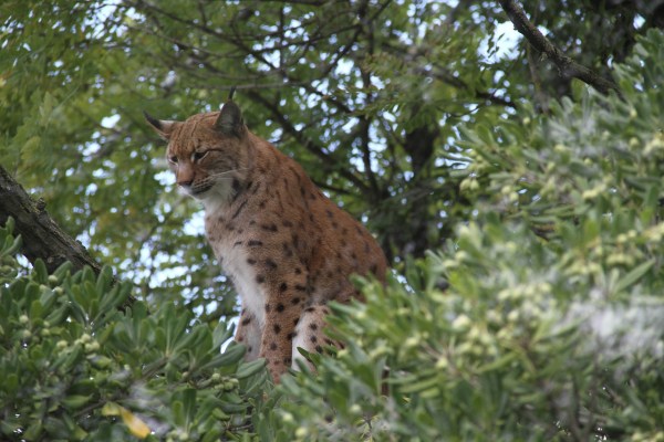 De lynx: sleutelsoort voor de biodiversiteit