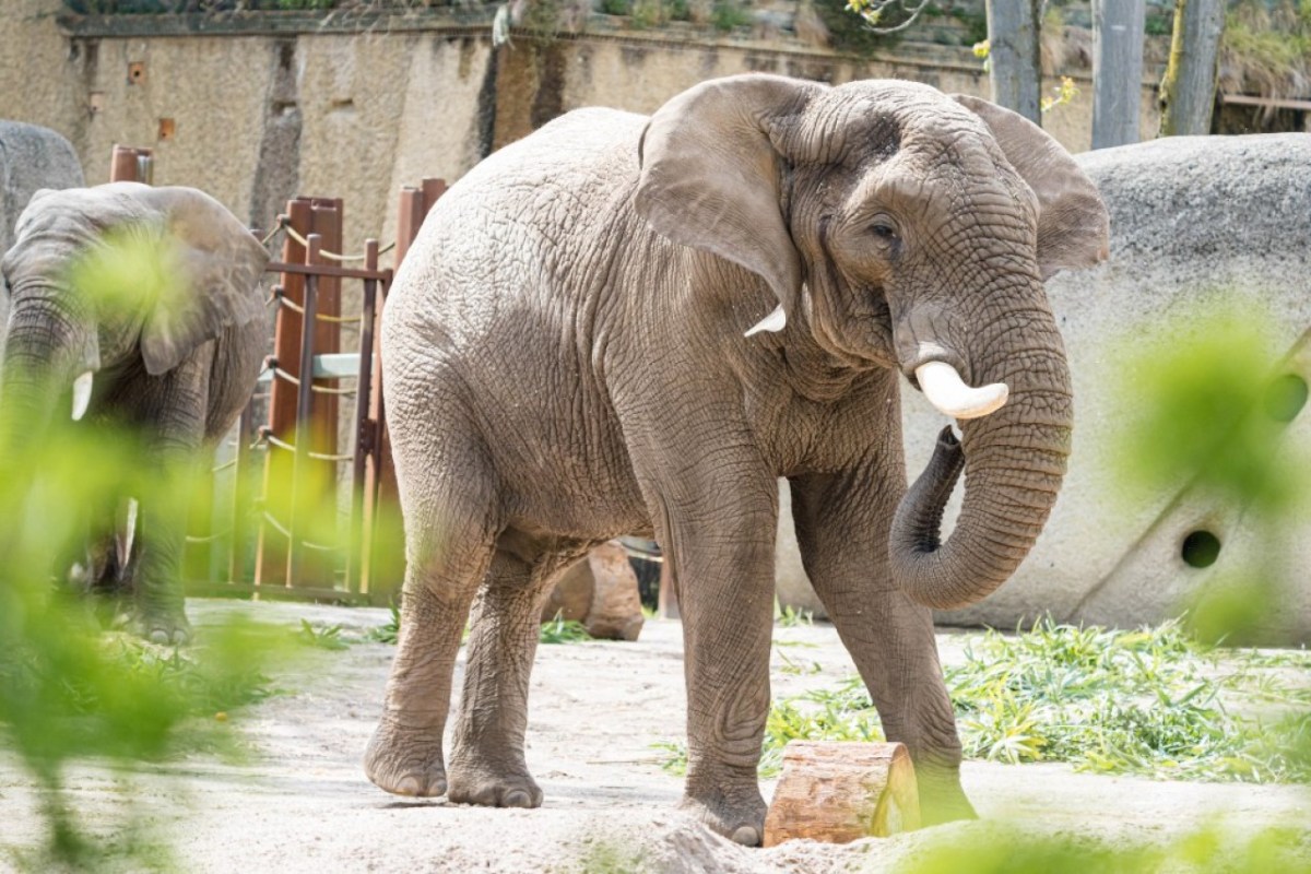 Haltung von Elefanten in Zoos muss endlich beendet werden!