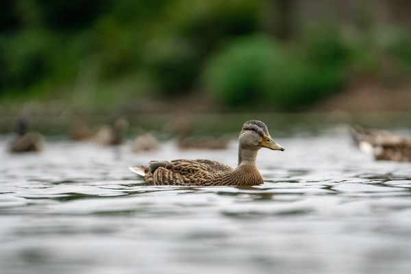 Tir à la tête : grave accident de chasse lors d'une chasse au canard