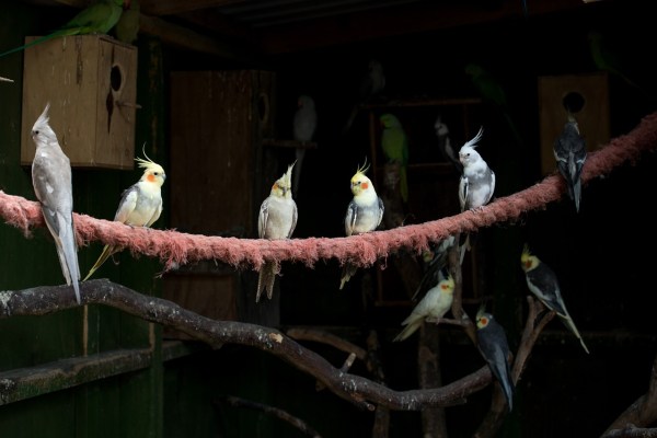 Notstand bei privater Vogelhaltung