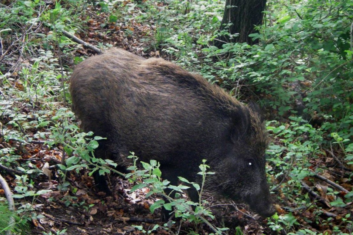 Tessin 1'100 Wildschweine erschossen