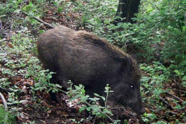 Tessin: 1’100 Wildschweine erschossen