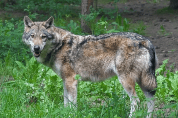 Ungarn: Hobby-Jäger erschossen Bündner Wanderwolf