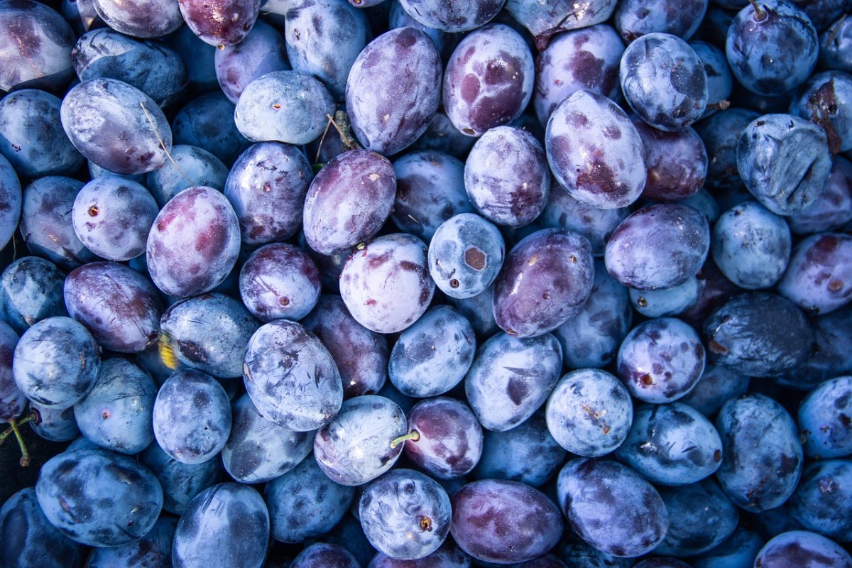 Zwetschgen Das blaue Wunder