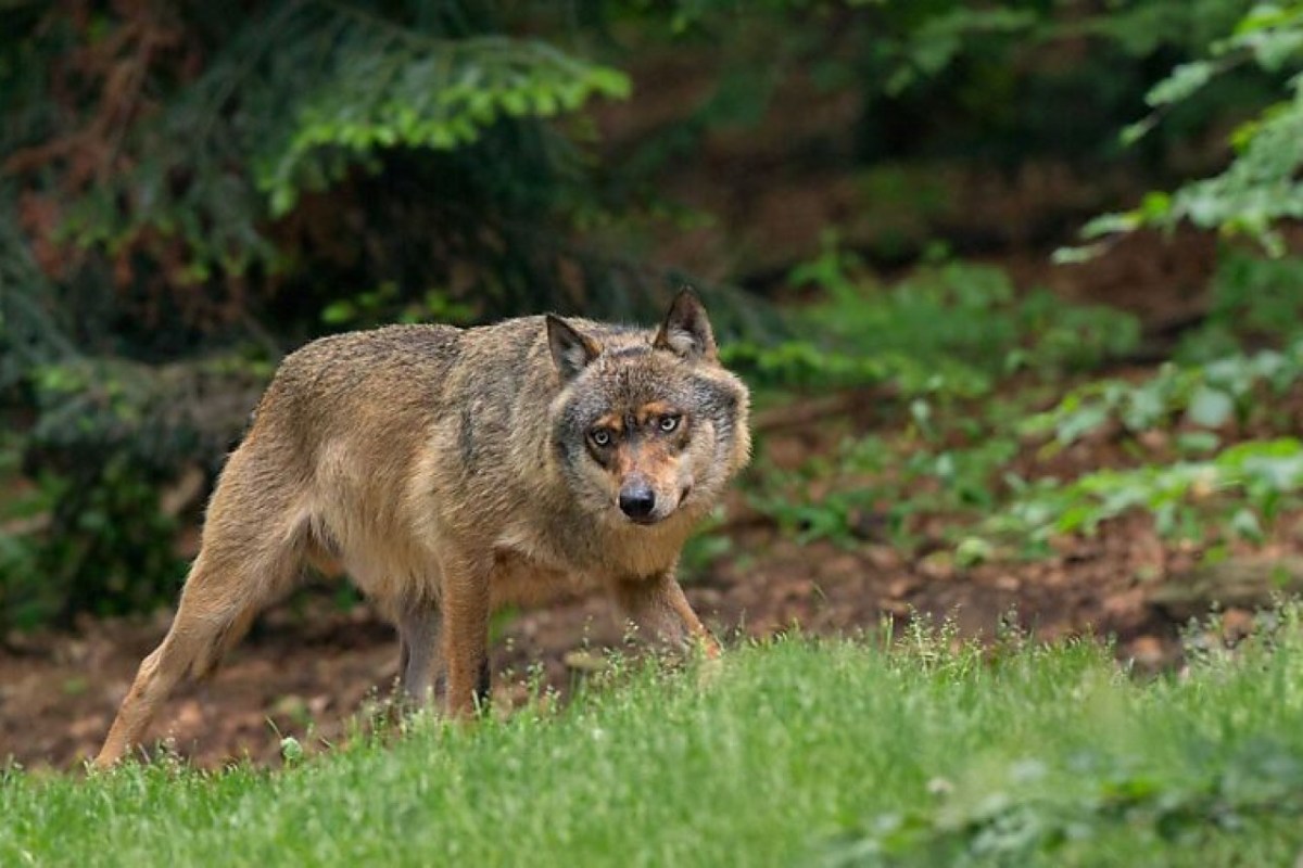Arbeiten das BAFU und die Jagdverwaltungen noch seriös