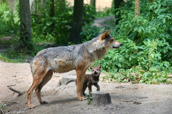 BAFU entgleist beim Naturschutz