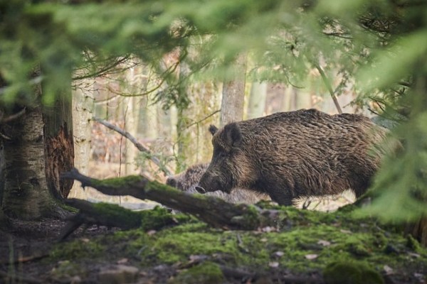 Das Wildschwein-Paradoxon endlich gelöst