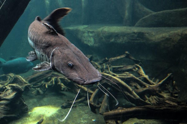 Pescadores aficionados torturan a un siluro gigante: castigados