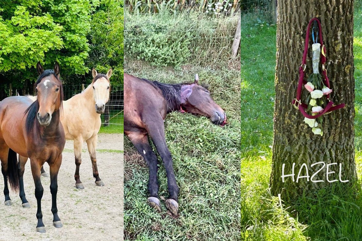 Hobby-Jäger schiessen auf Kind und Pferd