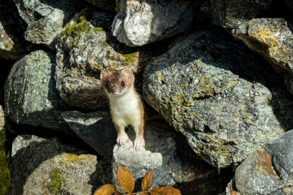 Jagdstatistik 2022: 74’124 Wildtiere getötet