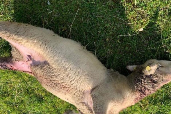 Risse trotz Herdenschutz: Wie ist das möglich?