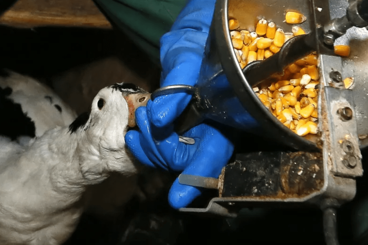 Westschweizer Politiker weibeln für Tierquälerei