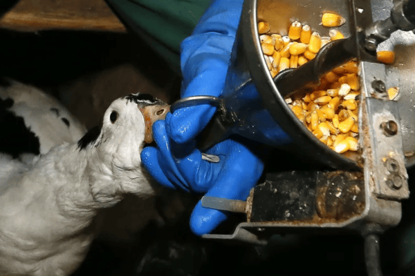 Políticos de la Suiza romanda fomentan el maltrato animal