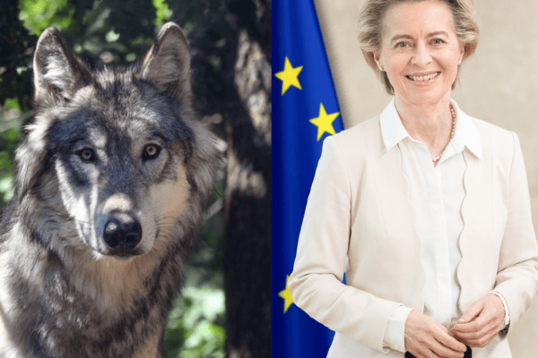 Wölfe in der EU: Schutz in Gefahr