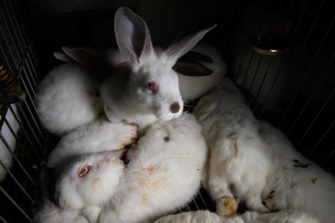 Exposing rabbit suffering on Spanish farms