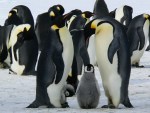 Antarktis Der Kampf um ihren kostbaren Lebensraum
