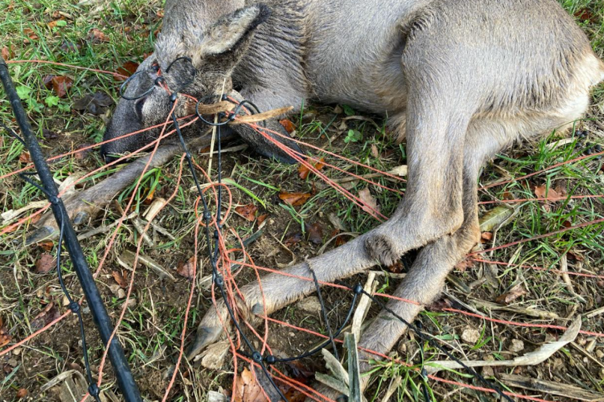 Die Tragische Begegnung Eine Geschichte aus der Tierwelt im Kanton Jura