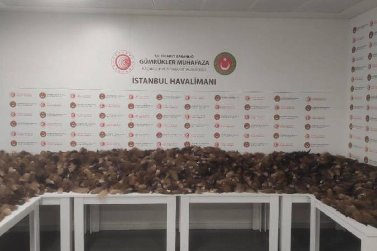 Fuchsschwänze im Wert von 40'000 Franken beschlagnahmt beim Flughafen Istanbul