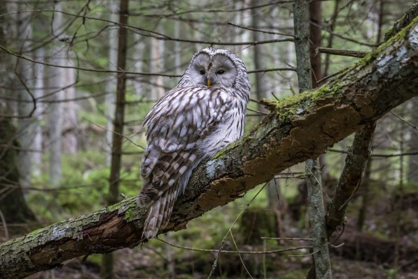 Hobby-Jäger hortete tausende tiefgefrorene Vögel