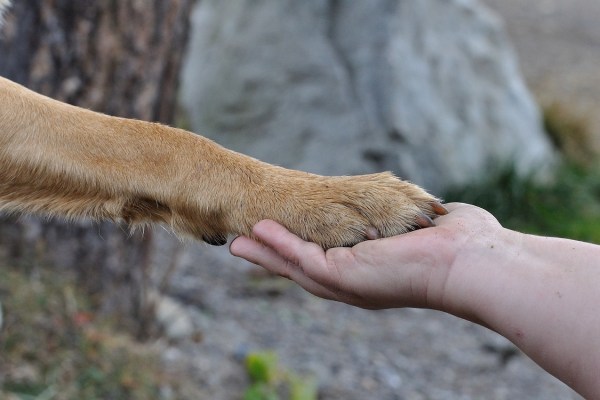 Humans and animals: A difficult love