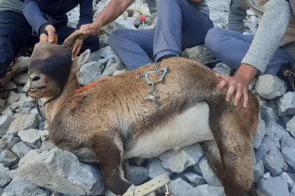 Steinbock mit Steigeisen im Maul gerettet